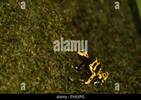 Giallo-nastrare poison dart frog Foto Stock