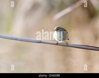 Phylloscopus collybita, chiffchaff, rovistando su un log Foto Stock