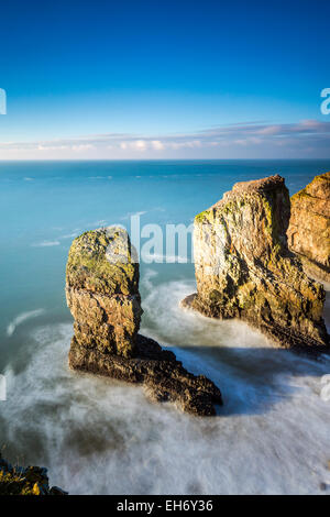 Stack Elegug, Il Pembrokeshire Coast National Park, Merrion, Pembrokeshire, Wales, Regno Unito, Europa. Foto Stock