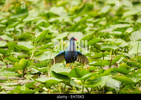 Pollo sultano o Porphyrula martinica bird camminando sulle foglie in Everglades palude Foto Stock