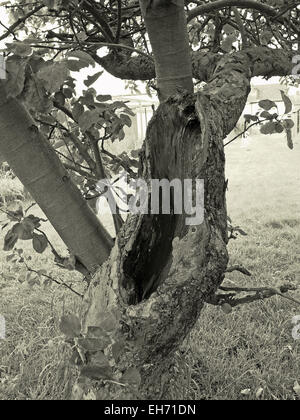 Foro in Apple tronco di albero Foto Stock