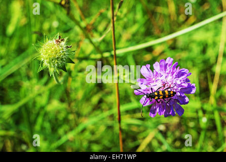 Bug e fiore lilla. Foto Stock