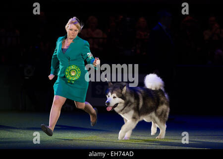 Birmingham, Regno Unito. 08 Mar, 2015. Il Crufts Best in Show vincitore 2015 al NEC di Birmingham - Bart l'Alaskan Malamute Credito: Steven roe/Alamy Live News Foto Stock