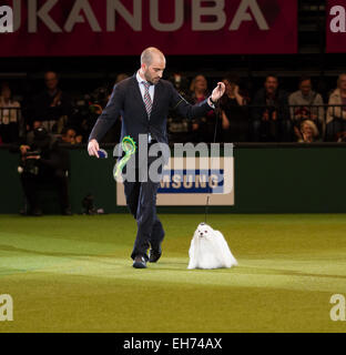 Birmingham, Regno Unito. 08 Mar, 2015. Il Crufts Best in Show vincitore 2015 al NEC di Birmingham - Sasha il credito Maltese: Steven roe/Alamy Live News Foto Stock