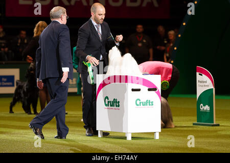 Birmingham, Regno Unito. 08 Mar, 2015. Il Crufts Best in Show vincitore 2015 al NEC di Birmingham. Sasha - Credito Maltese: Steven roe/Alamy Live News Foto Stock