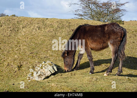 Pony a Bodmin Moor, nei pressi di tirapiedi, Cornwall. Foto Stock