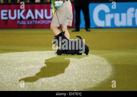 Birmingham, Regno Unito. 8 Marzo, 2015. 8 marzo 2015. Best In Show vincitore, Knopa Scottish Terrier, al Crufts oggi a Birmingham, Regno Unito. Credito: Jon Freeman/Alamy Live News Foto Stock