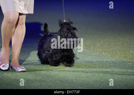 Birmingham, Regno Unito. 8 Marzo, 2015. 8 marzo 2015. Best In Show vincitore, Knopa Scottish Terrier, al Crufts oggi a Birmingham, Regno Unito. Credito: Jon Freeman/Alamy Live News Foto Stock