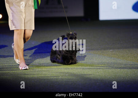 Birmingham, Regno Unito. 8 Marzo, 2015. 8 marzo 2015. Best In Show vincitore, Knopa Scottish Terrier, al Crufts oggi a Birmingham, Regno Unito. Credito: Jon Freeman/Alamy Live News Foto Stock