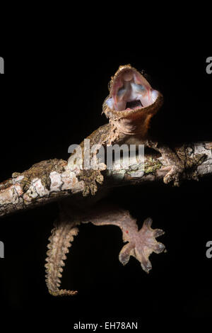 Un paracadute di Kinabalu gecko (Ptychozoon rhacophorus) dalle foreste montane di Kinabalu National Park. Foto Stock