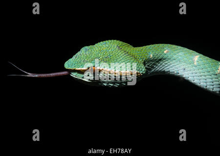 Un verde bornean keeled rattlesnakes (Tropidolaemus subannulatus), una Viper arboree specie dalla giungla nel Borneo malaysiano. Foto Stock