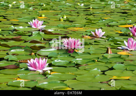 Ninfee galleggianti nel lago di Spencer, Shelton, WA, Mason County, Stati Uniti d'America. Foto Stock