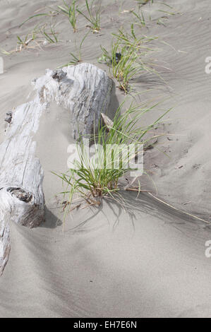 Spiaggia di sabbia di deriva nel e intorno driftwood e erba spiaggia fotografato a Ocean Shores, WA, Grays Harbor County, Stati Uniti d'America. Foto Stock