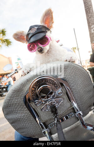 Daytona Beach, FL, Stati Uniti d'America. 8 Mar, 2015. Un barbone vestito in un Harley cappello e occhiali si trova sulla parte posteriore di un motociclo a fianco di strada principale durante la 74Daytona annuale Settimana in Bici Marzo 8, 2015 in Daytona Beach, Florida. Più di 500.000 ciclisti e spettatori si riuniscono per la settimana lunga manifestazione, il più grande raduno motociclistico in America. Credito: Richard Ellis/ZUMA filo/Alamy Live News Foto Stock