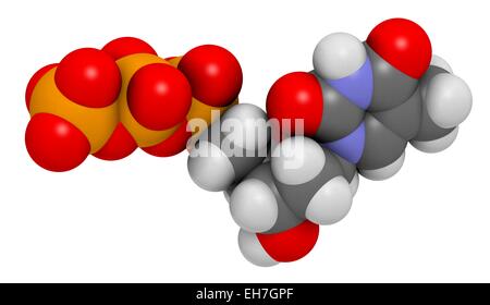 La timidina trifosfato molecola Foto Stock