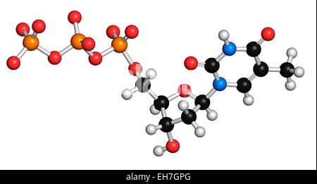 La timidina trifosfato molecola Foto Stock