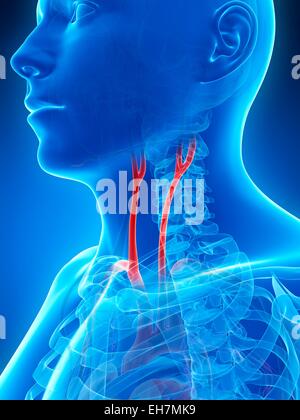 Umano arteria carotide, illustrazione Foto Stock