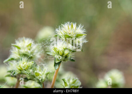 Fiori di timo mastichina. Essa è endemica alla centrale della penisola Iberica in Spagna. Foto scattata nella Sierra de Guadarrama, la C Foto Stock