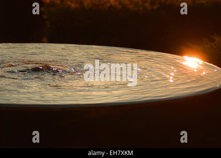 Caratteristica dell'acqua nel giardino di serpente, Alnwick Foto Stock