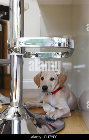 Giallo Labrador Retriever cucciolo di età compresa tra 9 settimane di riposo dopo aver esplorato la casa nuova Foto Stock