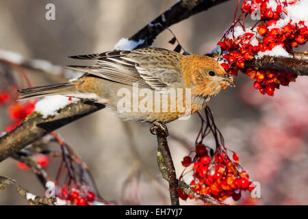 Femmina grosbeak pino (Pinicola enucleator) Foto Stock