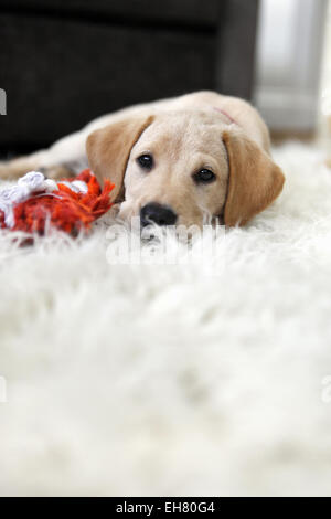 Giallo Labrador Retriever cucciolo di età compresa tra 9 settimane ad esplorare la sua nuova casa Foto Stock