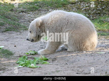 Polar Bear Cub (Ursus maritimus), tre mesi Foto Stock