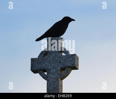 Corvo nero appollaiato sulla cima di un Celtic cross St Ives Cornwall Inghilterra Europa Foto Stock