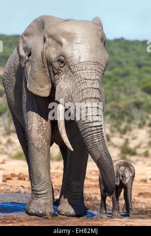L'elefante africano (Loxodonta africana) adulto e bambino, Parco Nazionale di Addo, Capo orientale, Sud Africa e Africa