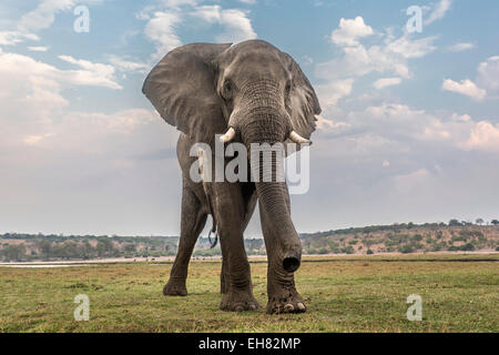 Elefante africano (Loxodonta africana), Chobe National Park, Botswana, Africa Foto Stock