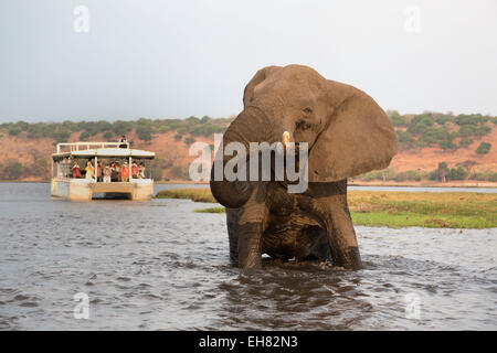 Elefante africano (Loxodonta africana) e turisti, Chobe National Park, Botswana, Africa Foto Stock