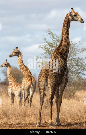 Giraffe (Giraffa camelopardalis), Kruger National Park, Sud Africa e Africa Foto Stock