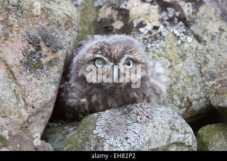 Piccolo gufo baby (Athene noctua) captive, Regno Unito, Europa Foto Stock