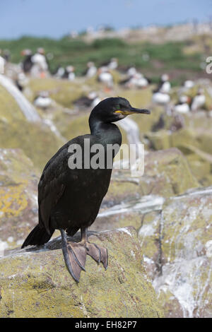 Il marangone dal ciuffo (phalacrocorax aristotelis), farne Islands, Northumberland, England, Regno Unito, Europa Foto Stock