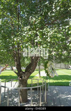 Un callery pear tree ora noto come il Survivor Tree, 9/11 Memorial. World Trade Center, Manhattan, New York, New York, Stati Uniti d'America Foto Stock