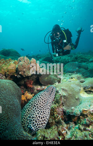 Avvistato Anguilla, Isole Dimaniyat, Golfo di Oman, Oman, Medio Oriente Foto Stock