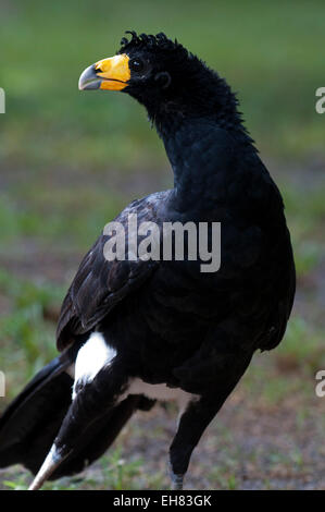 Nero (curassow Crax alector), atta Rainforest Lodge, Guyana, Sud America Foto Stock