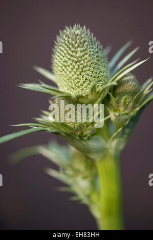 Eryngium Agavifolium le teste dei fiori in stretta verso l'alto. Un verde pungenti pianta perenne. Foto Stock