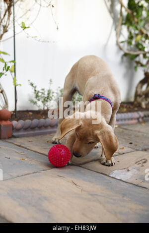 Giallo Labrador Retriever cucciolo di età compresa tra i dodici settimane giocando con una palla sul patio Foto Stock
