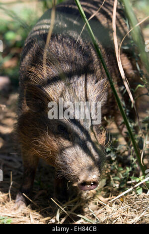 Guwahati, Assam, India. 9 Mar, 2015. Un full-cresciuto il maiale pigmeo (Porcula salvania) è visto nello Stato di Assam Zoo di Guwahati, città capitale del nord-est Assam il 9 marzo 2015. Stato di Assam Zoo è diventato l'unico zoo al mondo dove pigmeo di porci sono stati introdotti. Porco di nana, una specie gravemente minacciate suid, è all'orlo dell'estinzione e solo una popolazione vitale (meno di 100) della specie esiste in Assam Manas della riserva della tigre e Nameri Wildlife Sanctuary. Sono circa 55 a 71 cm di lunghezza e riposare a 20''"30 cm (7.9-11.8 in), con una coda di 2,5 cm (1 in). Essi pesano 6.6-11.8 Foto Stock