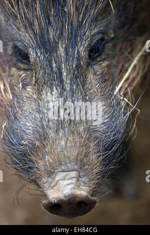 Guwahati, Assam, India. 9 Mar, 2015. Un full-cresciuto il maiale pigmeo (Porcula salvania) è visto nello Stato di Assam Zoo di Guwahati, città capitale del nord-est Assam il 9 marzo 2015. Stato di Assam Zoo è diventato l'unico zoo al mondo dove pigmeo di porci sono stati introdotti. Porco di nana, una specie gravemente minacciate suid, è all'orlo dell'estinzione e solo una popolazione vitale (meno di 100) della specie esiste in Assam Manas della riserva della tigre e Nameri Wildlife Sanctuary. Sono circa 55 a 71 cm di lunghezza e riposare a 20''"30 cm (7.9-11.8 in), con una coda di 2,5 cm (1 in). Essi pesano 6.6-11.8 Foto Stock