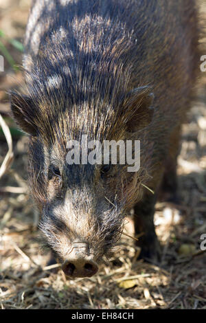 Guwahati, Assam, India. 9 Mar, 2015. Un full-cresciuto il maiale pigmeo (Porcula salvania) è visto nello Stato di Assam Zoo di Guwahati, città capitale del nord-est Assam il 9 marzo 2015. Stato di Assam Zoo è diventato l'unico zoo al mondo dove pigmeo di porci sono stati introdotti. Porco di nana, una specie gravemente minacciate suid, è all'orlo dell'estinzione e solo una popolazione vitale (meno di 100) della specie esiste in Assam Manas della riserva della tigre e Nameri Wildlife Sanctuary. Sono circa 55 a 71 cm di lunghezza e riposare a 20''"30 cm (7.9-11.8 in), con una coda di 2,5 cm (1 in). Essi pesano 6.6-11.8 Foto Stock