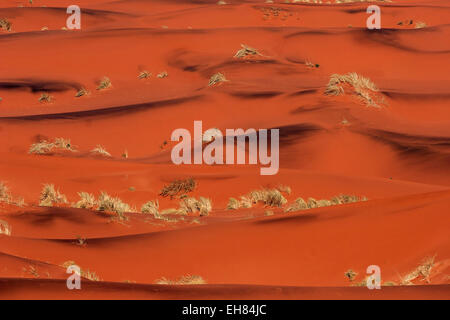 Dune di sabbia rossa coperta con ciuffi di erba, sulla strada D707, Namib Desert, Namib Naukluft Park, Namibia Foto Stock