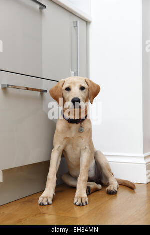 Giallo Labrador Retriever cucciolo di età compresa tra i 7 mesi di età con attenzione sat in attesa in cucina Foto Stock