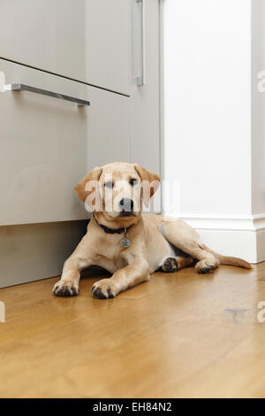 Giallo Labrador Retriever cucciolo di età compresa tra i 7 mesi di età con attenzione sdraiato in cucina Foto Stock