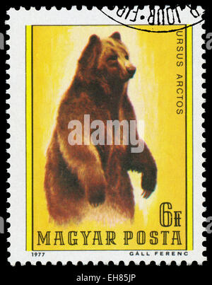 Ungheria - circa 1977: timbro stampato in Ungheria mostra orso bruno - Ursus arctos, dalla serie di orso, circa 1977. Foto Stock