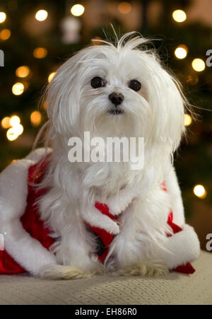 Di pura razza cane Maltese vestito come Santa con le luci di Natale in background Foto Stock