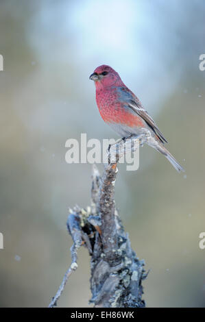 Pine Grosbeak (Pinicola enucleator) maschio appollaiato sul ramo, Finlandia. Foto Stock