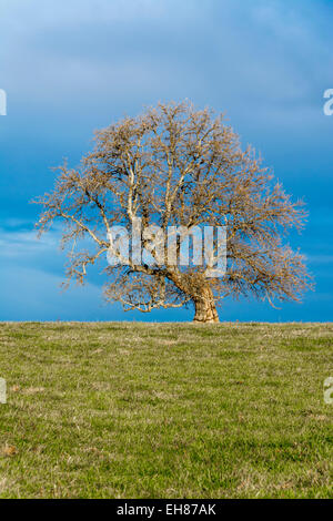 Lone Tree piegata in un campo sotto il cielo minaccioso in Kentucky USA Foto Stock
