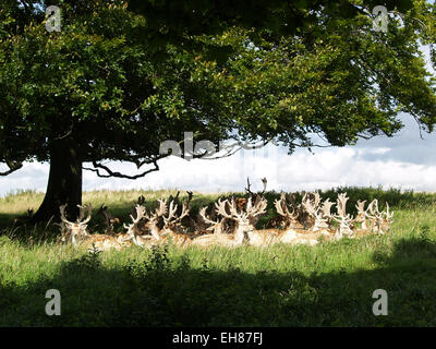 L annuale daini numeri contano in proprietà del National Trust, Dyrham Park, South Gloucestershire, Near Bath Foto Stock